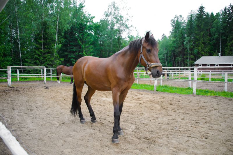Horse Paddock Installation in Sacramento, CA